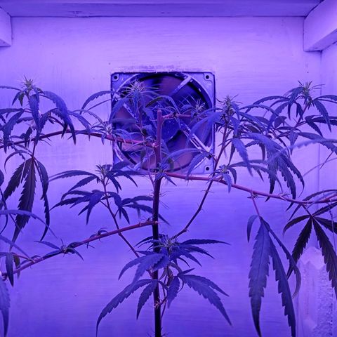 Semente de algum colombian por aí growlog timeline photo
