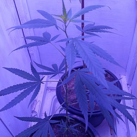 Semente de algum colombian por aí growlog timeline photo