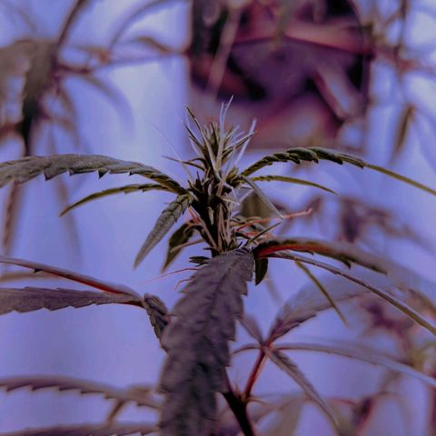 Semente de algum colombian por aí growlog timeline photo