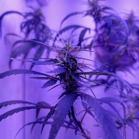 Semente de algum colombian por aí growlog timeline photo