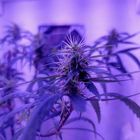 Semente de algum colombian por aí growlog timeline photo