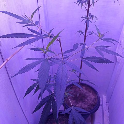 Semente de algum colombian por aí growlog timeline photo