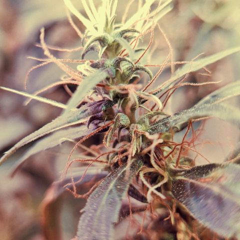 Semente de algum colombian por aí growlog photo: Quase na hora da colheita!