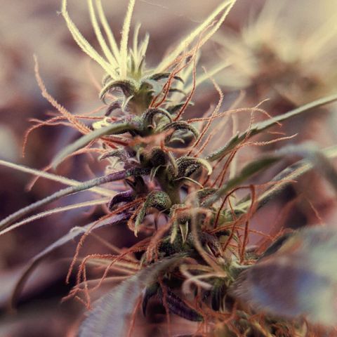 Semente de algum colombian por aí growlog photo: Quase na hora da colheita!
