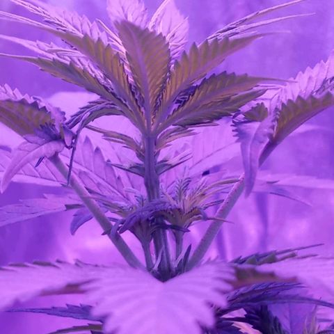 Sativas sour diesel  growlog timeline photo