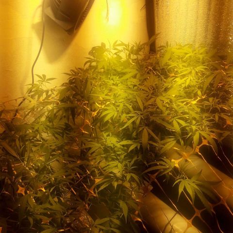Scrog growlog timeline photo