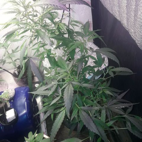 Ak 47 Madre growlog photo: Ak 47 madre fem
