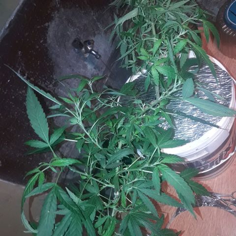 Ak 47 Madre growlog timeline photo