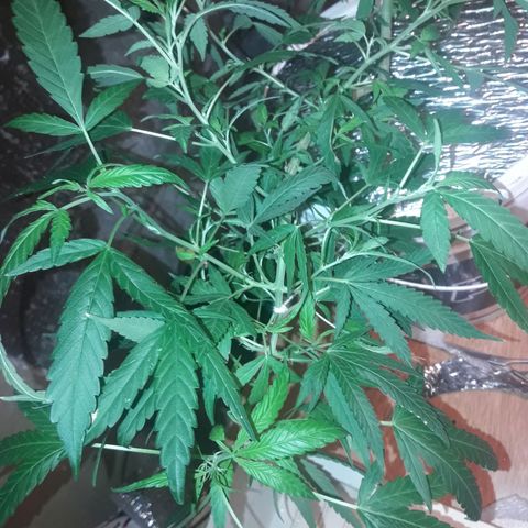 Ak 47 Madre growlog timeline photo