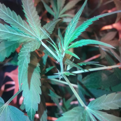 Scrog growlog timeline photo