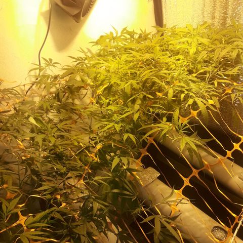 Scrog growlog timeline photo