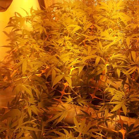 Scrog growlog timeline photo