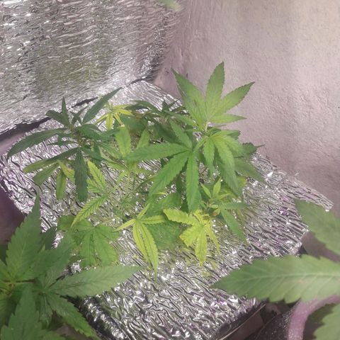 Esquejes #1 #1 growlog timeline photo