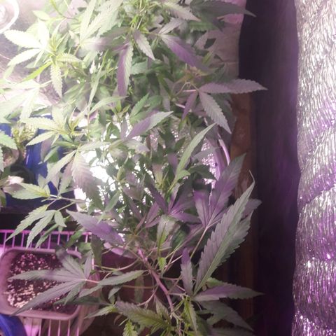 Ak 47 Madre growlog timeline photo