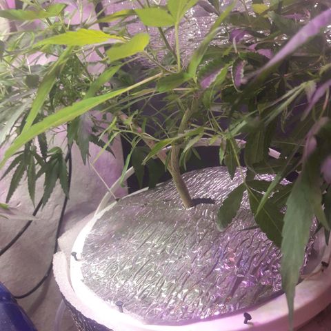 Ak 47 Madre growlog timeline photo