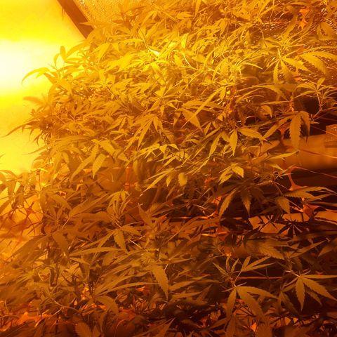 Scrog growlog timeline photo