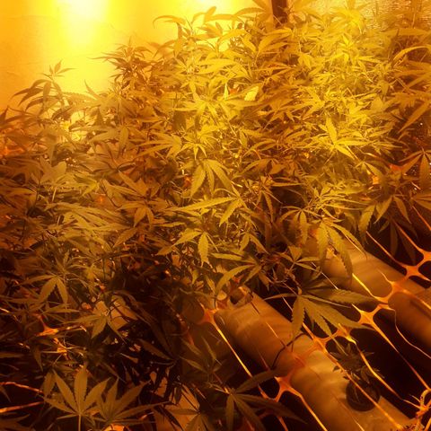 Scrog growlog timeline photo