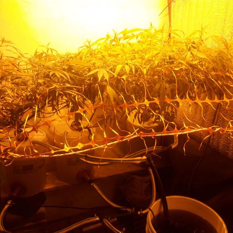 Scrog growlog photo: Cambio de sistema NFT a RDWC

Para lograr un mejor desarrollo de raices