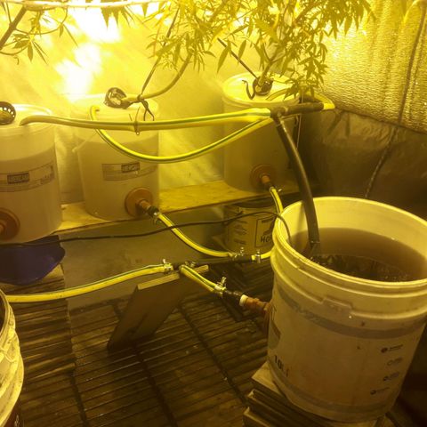 Scrog growlog photo: Cambio de sistema NFT a RDWC

Para lograr un mejor desarrollo de raices