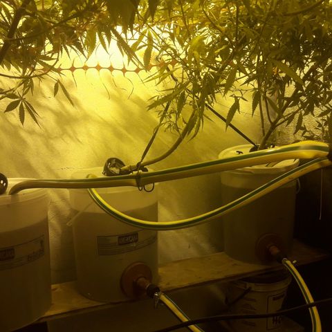 Scrog growlog photo: Cambio de sistema NFT a RDWC

Para lograr un mejor desarrollo de raices