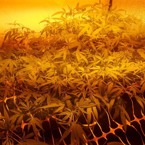 Scrog growlog photo: Cambio de sistema NFT a RDWC

Para lograr un mejor desarrollo de raices