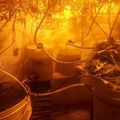 Scrog growlog photo: Poda de bajos.
Atado y anudado al Scrog