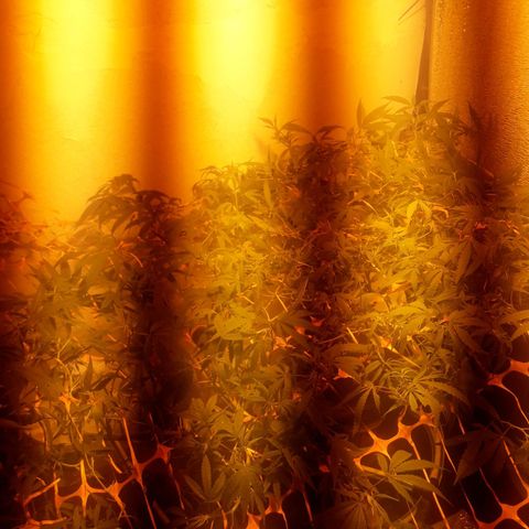 Scrog growlog photo: Poda de bajos.
Atado y anudado al Scrog