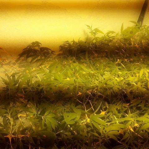 Scrog growlog photo: Poda de bajos.
Atado y anudado al Scrog