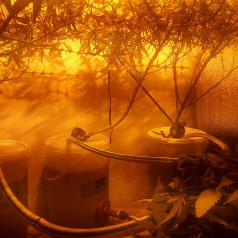 Scrog growlog photo: Poda de bajos.
Atado y anudado al Scrog