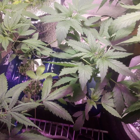 Ak Ramdon growlog timeline photo