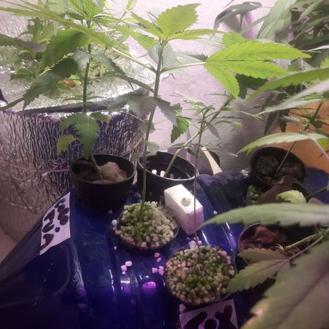 Ak Ramdon growlog timeline photo
