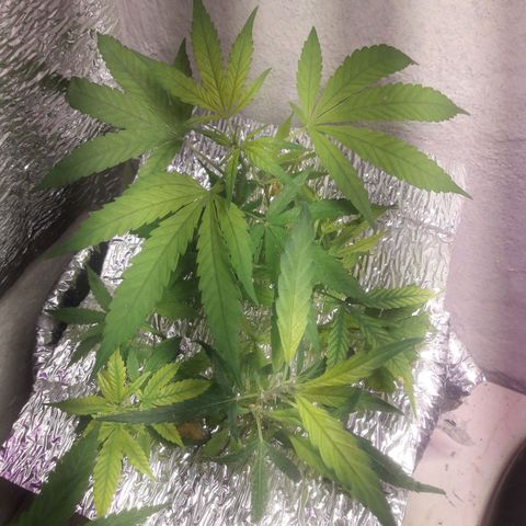 Esquejes #1 #1 growlog timeline photo