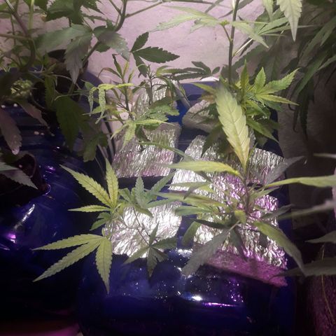 Esquejes #1 #1 growlog photo: Pasan a sistema nft