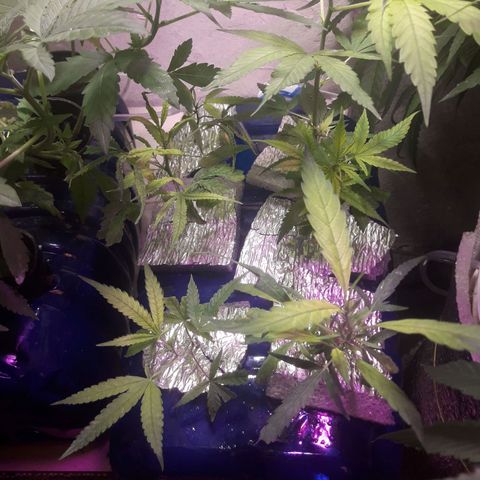 Esquejes #1 #1 growlog photo: Pasan a sistema nft