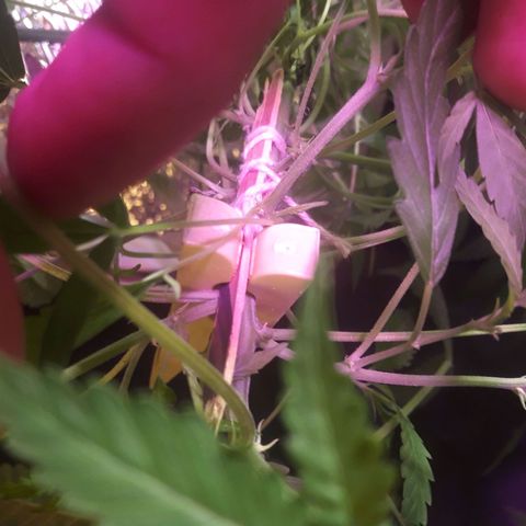 Ak 47 Madre growlog photo: Reparacion a una rama quebrada