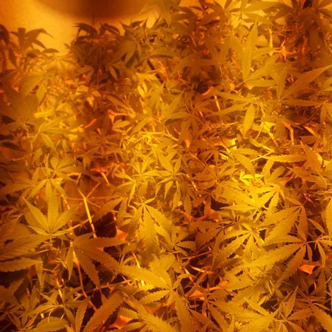 Scrog growlog timeline photo