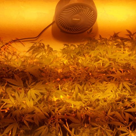 Scrog growlog timeline photo