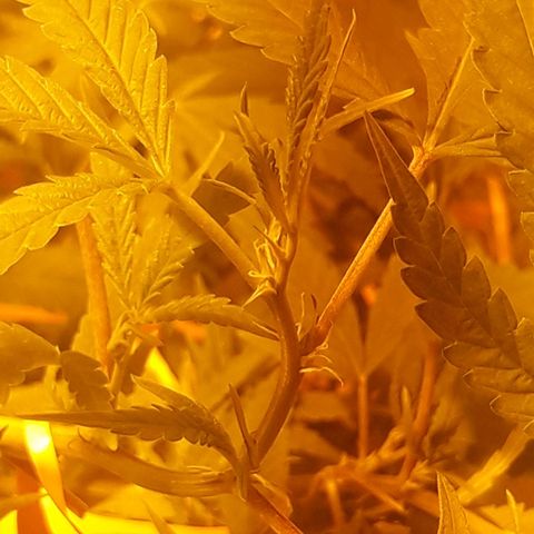 Scrog growlog timeline photo