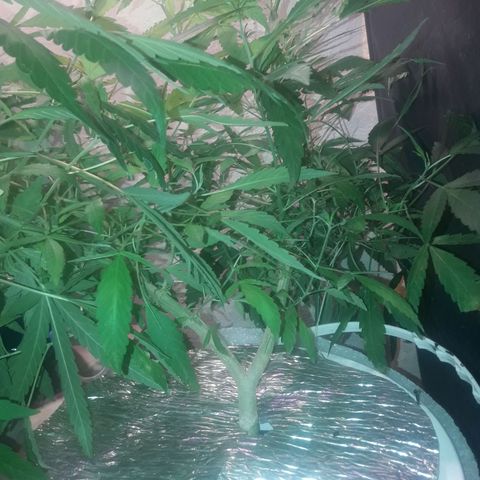 Ak 47 Madre growlog timeline photo