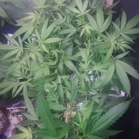 Ak 47 Madre growlog timeline photo