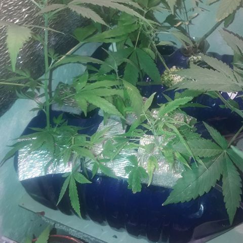 Esquejes #1 #1 growlog timeline photo