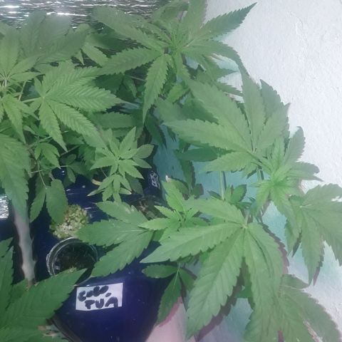 Ak Ramdon growlog timeline photo