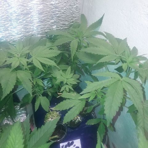 Ak Ramdon growlog timeline photo