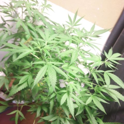 Ak 47 Madre growlog timeline photo