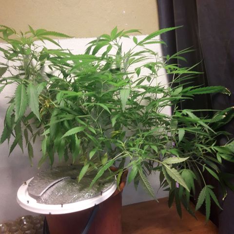 Ak 47 Madre growlog timeline photo