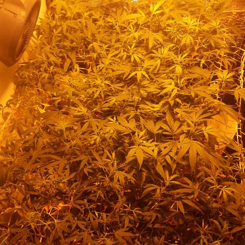 Scrog growlog timeline photo