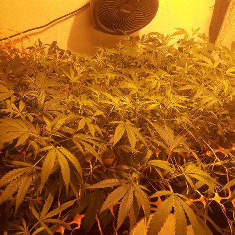 Scrog growlog timeline photo