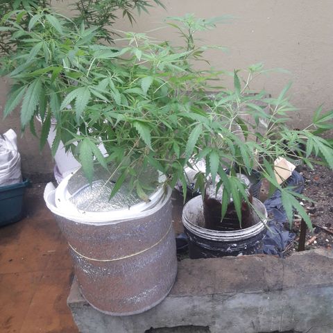 Ak 47 Madre growlog timeline photo