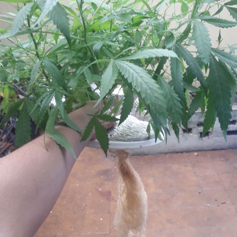 Ak 47 Madre growlog timeline photo