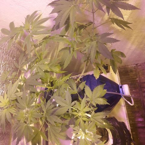 Ak Ramdon growlog photo: Pasan a flora 12/12